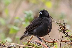 Medium Ground-Finch